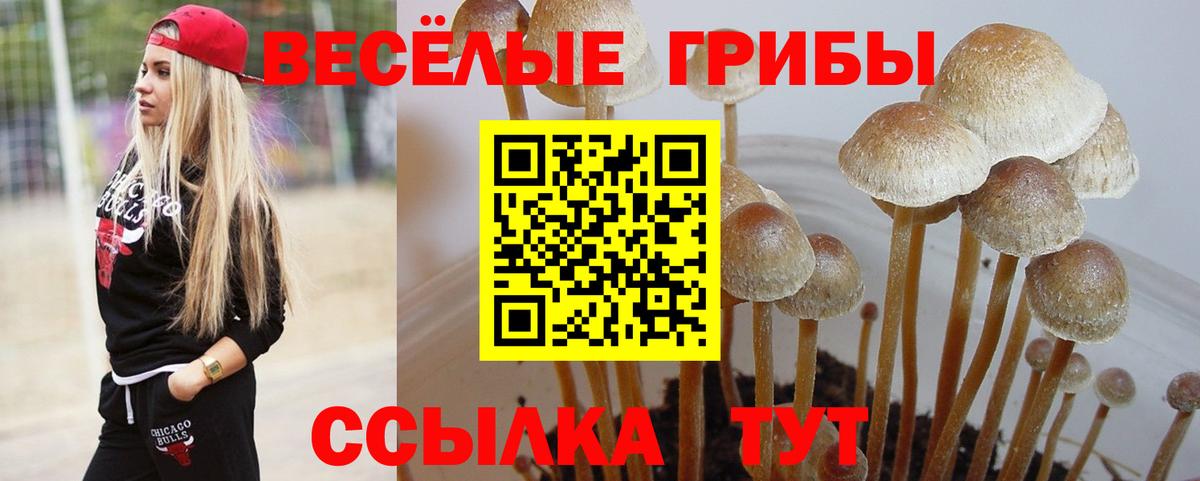Псилоцибиновые грибы MAGIC MUSHROOMS  Вход с VPN  Красноярск  Псилоцибиновые грибы Cubensis 